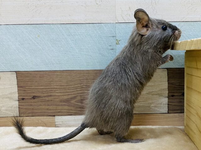 デグー