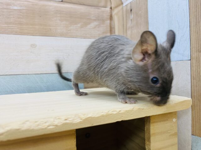 デグー