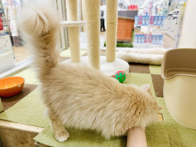 ミヌエット