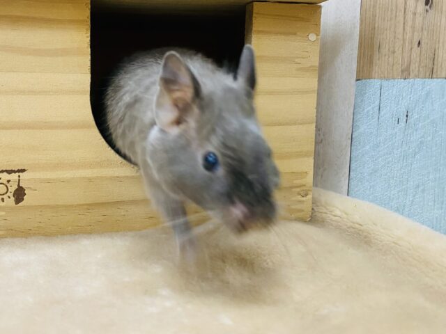 デグー