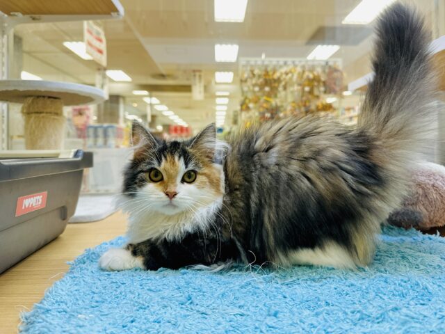 ノルウェージャンフォレストキャット