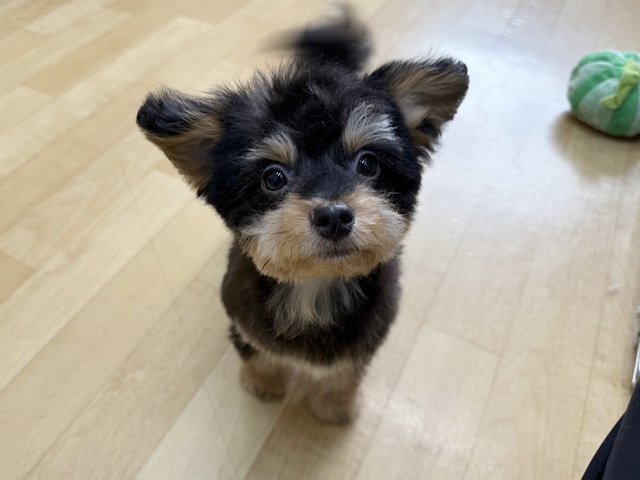 チワプー
