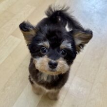 愛嬌たっぷり💗たっくさん甘えるぞぉな僕💛チワプー(チワワ✖️プードル)のミックス犬の男のコきました〜✨