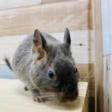 元気いっぱいなヤンチャガール💕甘々チョコレートカラーのデグー🍫