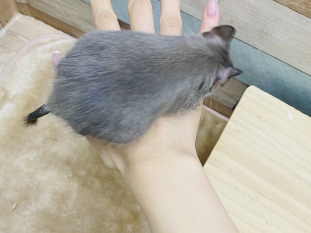 デグー