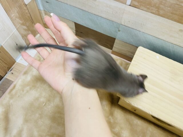デグー