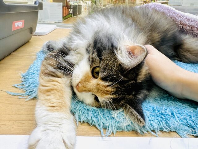 ノルウェージャンフォレストキャット