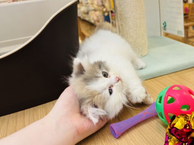 スコティッシュフォールド