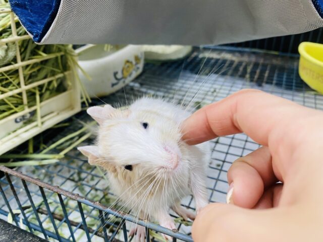 デグー