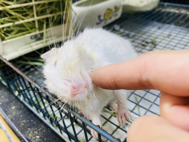 デグー