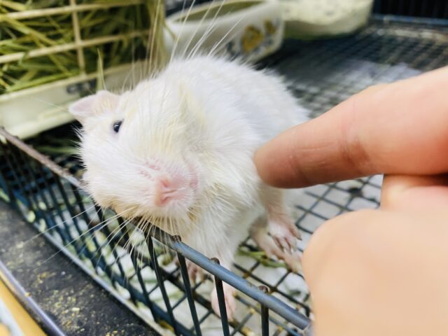 デグー