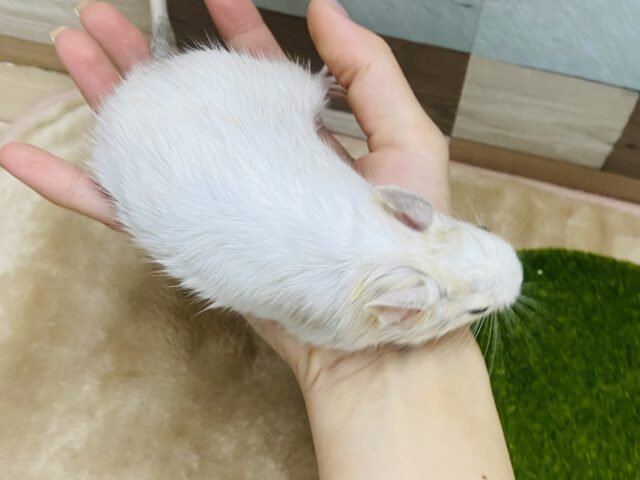 デグー