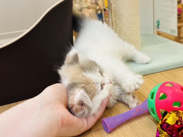 スコティッシュフォールド