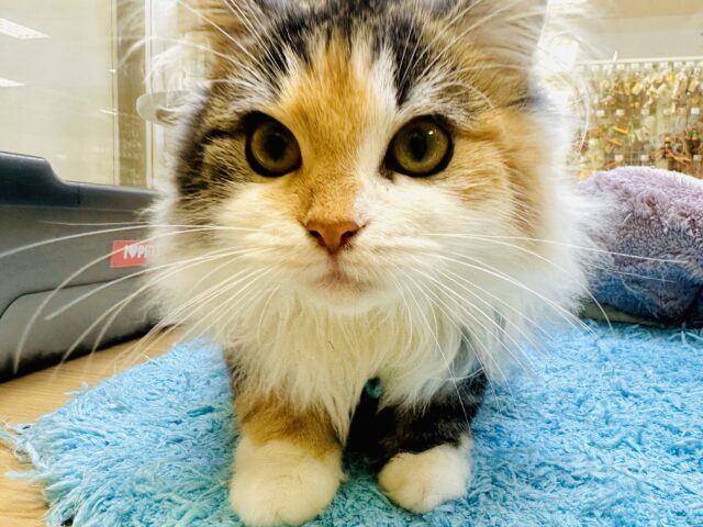 ノルウェージャンフォレストキャット