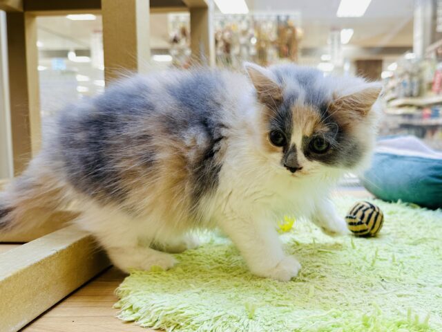 サイベリアン