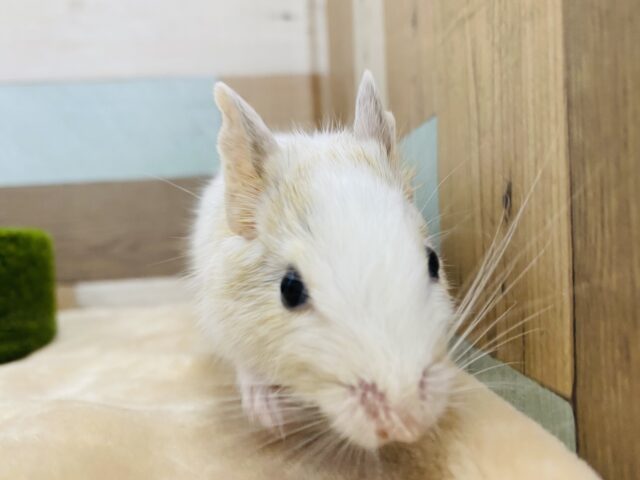 デグー