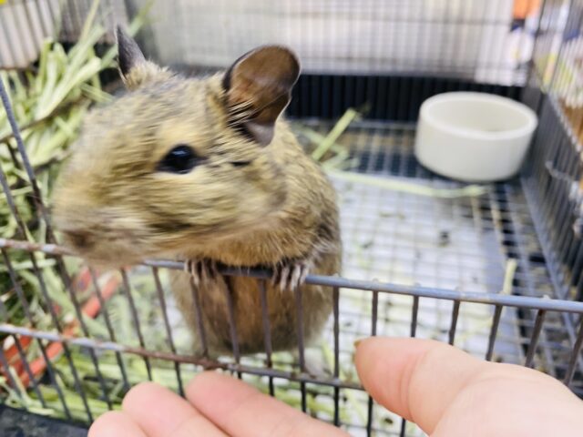 チンチラ