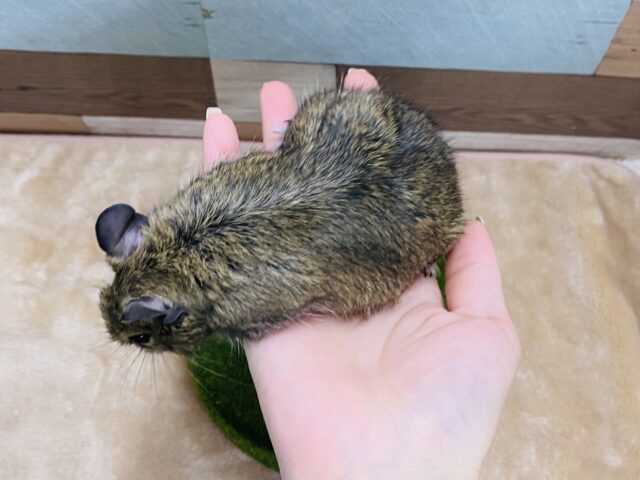 チンチラ