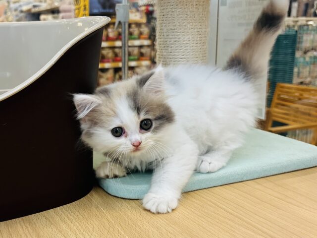 スコティッシュフォールド