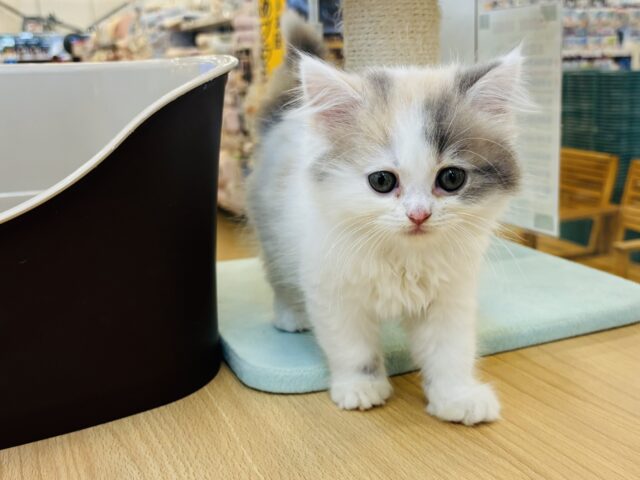 スコティッシュフォールド