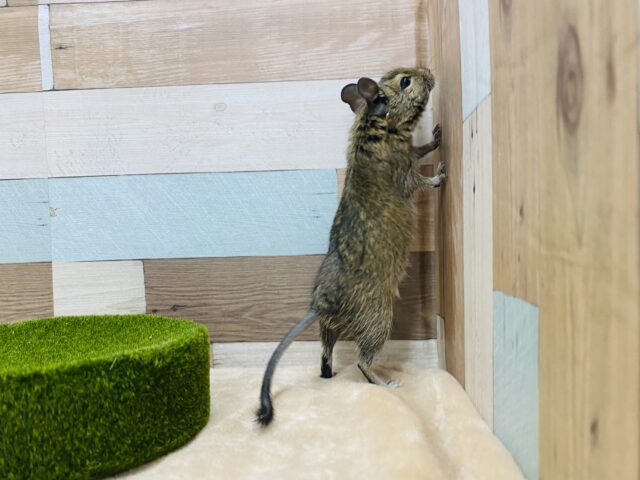 チンチラ