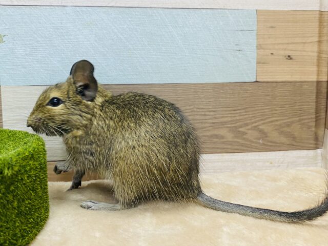 チンチラ