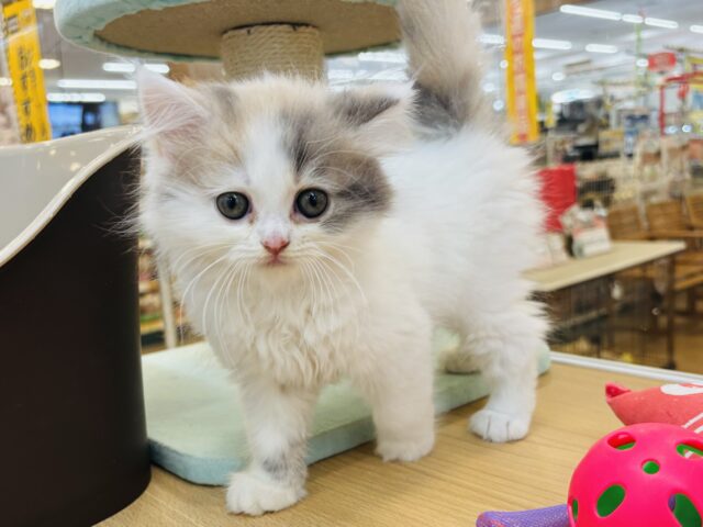 スコティッシュフォールド