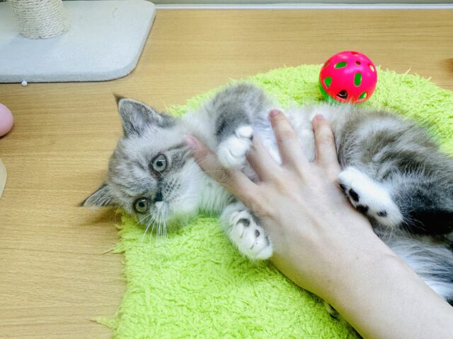 エキゾチック
