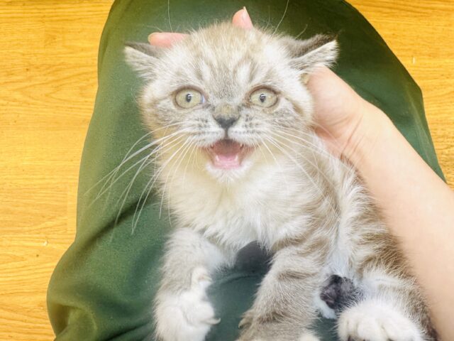 エキゾチック