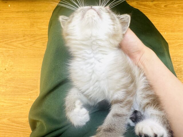 エキゾチック