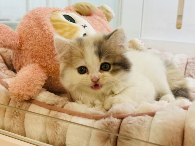 スコティッシュフォールド