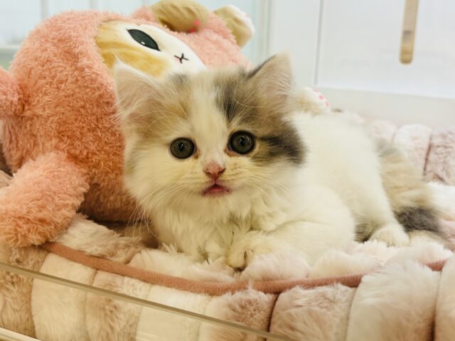 スコティッシュフォールド