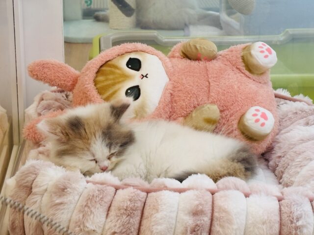 スコティッシュフォールド