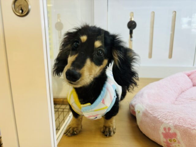 ミニチュアダックス