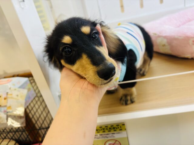 ミニチュアダックス