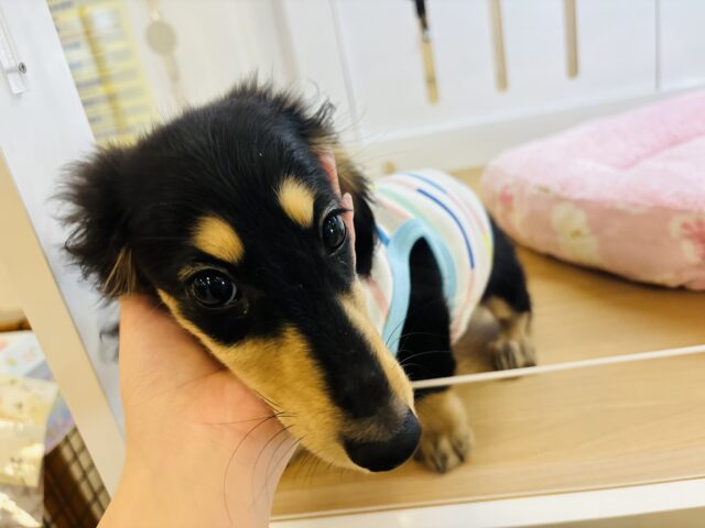 ミニチュアダックス