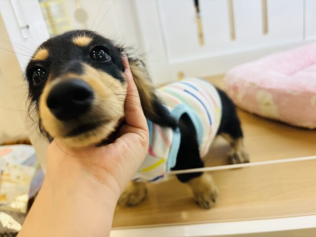 ミニチュアダックス