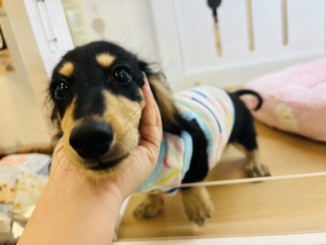 ミニチュアダックス