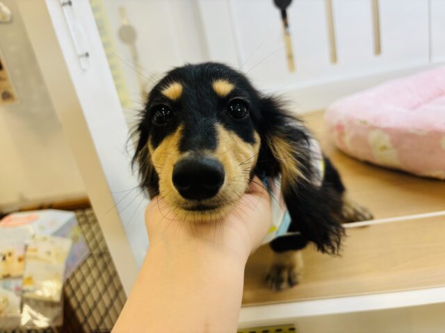 ミニチュアダックス