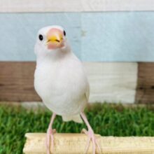 つるんっとした真っ白さん❤️おすまし顔の白文鳥❗️