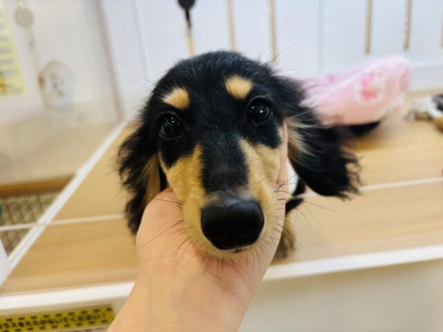 ミニチュアダックス