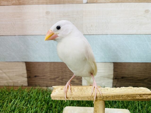 白文鳥