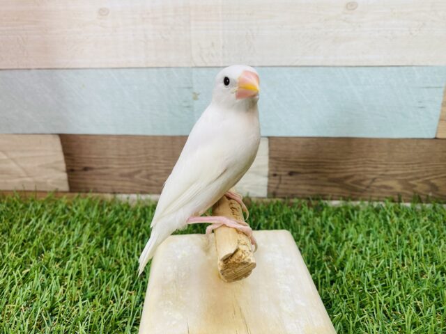 白文鳥