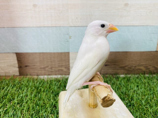 白文鳥
