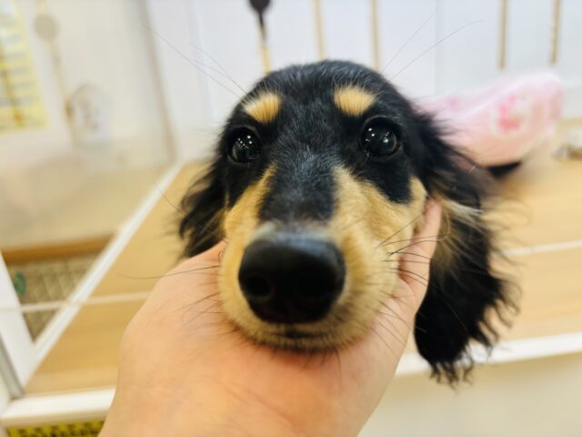 ミニチュアダックス