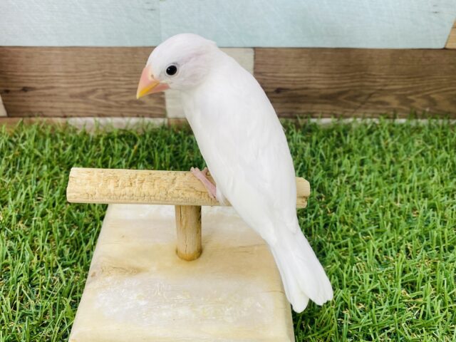 白文鳥