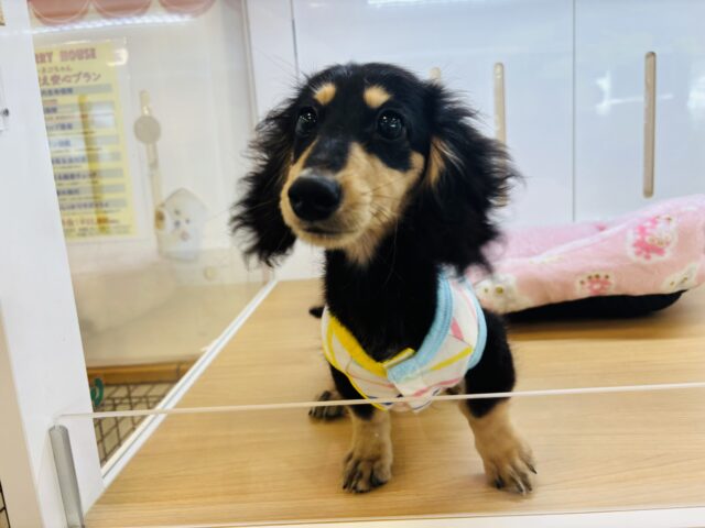 ミニチュアダックス