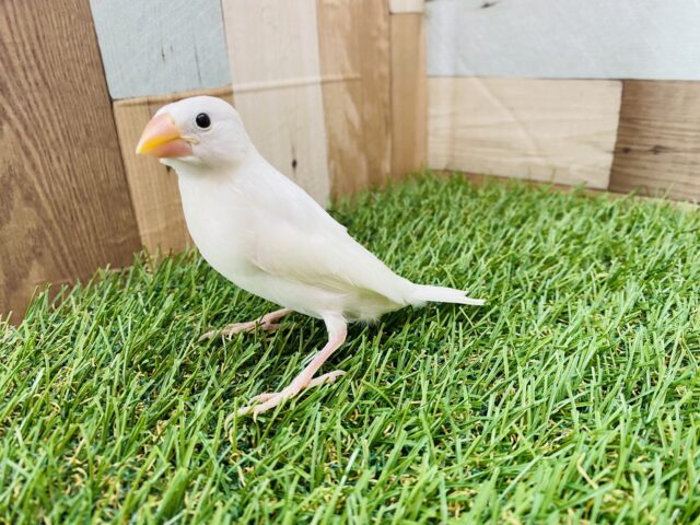 白文鳥