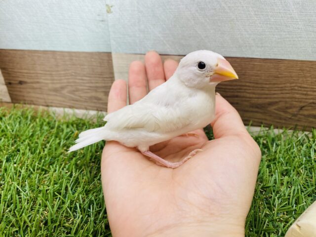 白文鳥