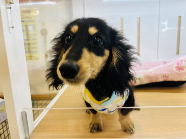 ミニチュアダックス